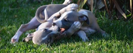 Qui aime bien châtie bien!