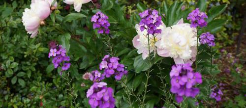Un instant au jardin : Paeonia bien accompagné