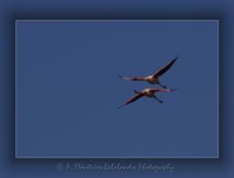 Flamants roses - A deux, c'est mieux !
