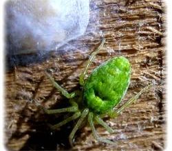 Nigma walckenaeri