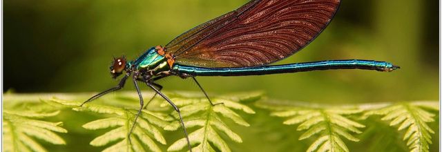 Caloptéryx Vierge (11) - Calopteryx virgo / Femelle