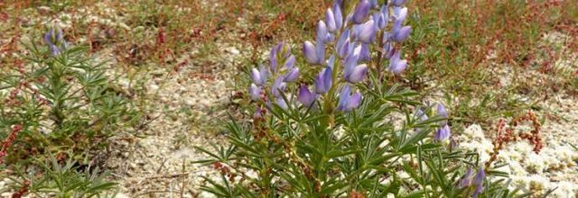 Lupinus angustifolius  -  lupin à feuilles étroites
