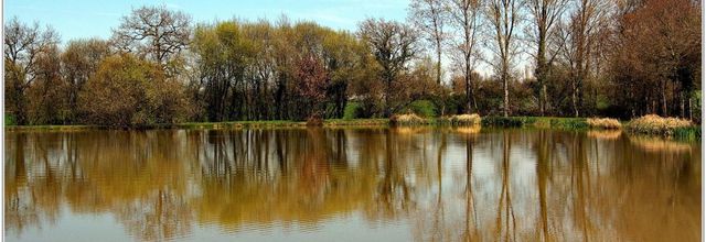 85 . Vendée - La Chaize le Vicomte (19) - Etang communal 