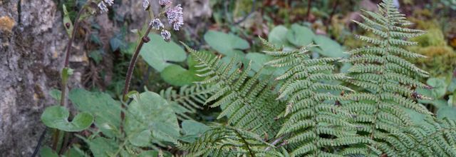 Belle sauvageonne : Héliotrope d'hiver (Petasites fragrans)