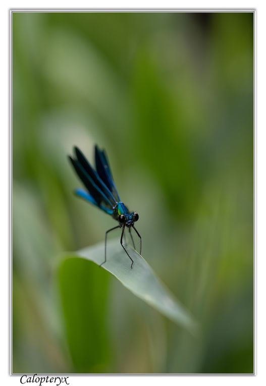 03 - Insectes