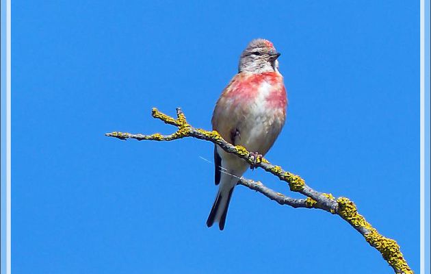 Linotte mélodieuse mâle, Common Linnet (Linaria cannabina) - La Couarde-sur-Mer - Île de Ré - 17