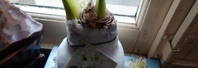 Amaryllis mort-vivant!!