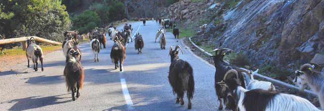 Chèvres sur la route de Porto, à Serriera - Corse