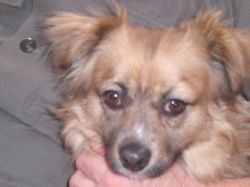 Pecas, petit amour adopté en Avril 2010