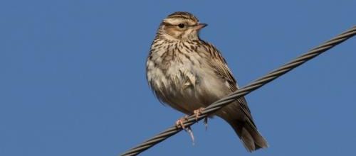 Un répit pour les alouettes
