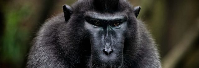 Comment nous rendons les animaux fous
