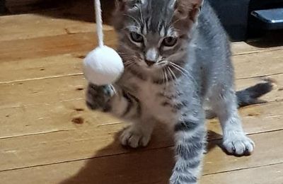 Nirti, notre nouveau compagnon