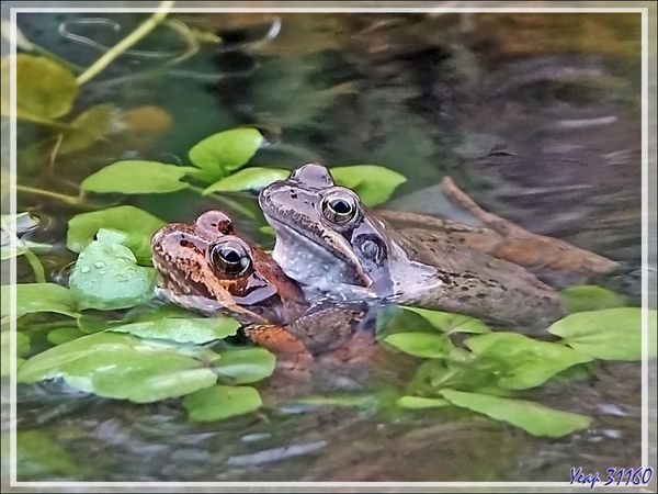 Saison des amours chez les grenouilles rousses, European frog (Rana temporaria) : l'escaladeuse  de mur et un beau couple dans le bassin - Lartigau - Milhas - 31