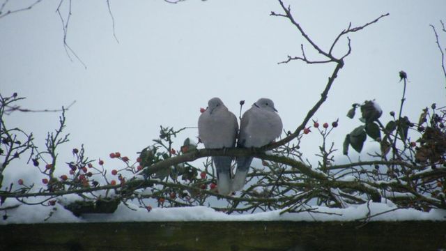 Nos Amis à Plumes !!