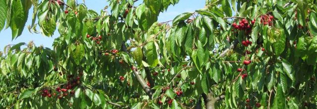 Le temps des cerises !