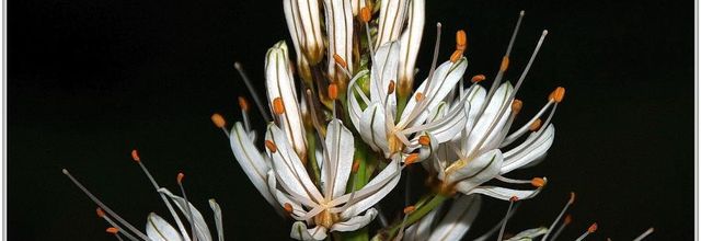 Asphodèle (1) - Asphodelus
