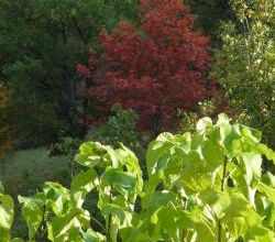 Lumière d'automne .....