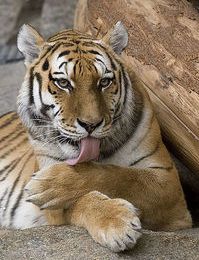 Postures d'Animaux