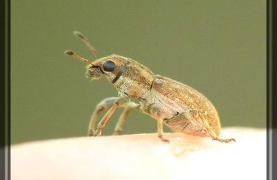 Sitona sp