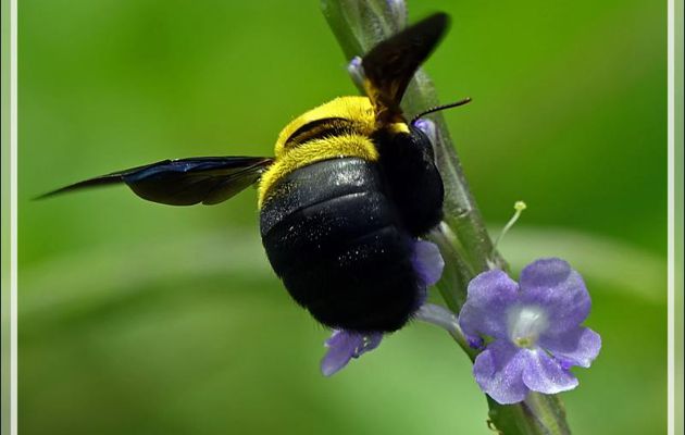 Bourdon sur Verveine bleue (Stachytarpheta jamaicensis) - Nosy Sakatia - Madagascar