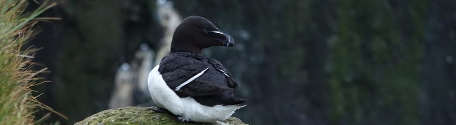 Islande - Látrabjarg #3 Les guillemots de Brünnich
