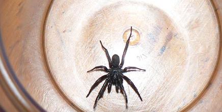 Tree funnel web 2
