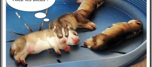 Portée Husky Elouka J+3 (25 juin 2014)