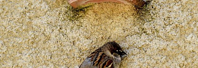 Moineau domestique
