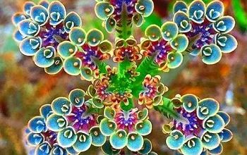 La fleur de l'espace ... 
