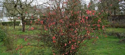 la floraison des arbustes