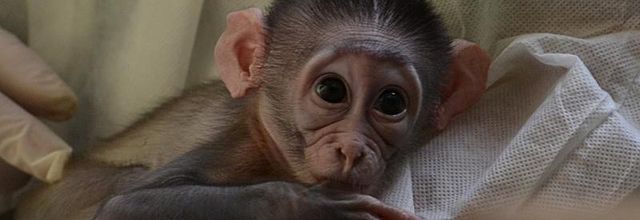 Ménagerie du Jardin des Plantes : "Loango" le petit Mangabey Couronné