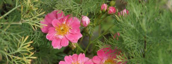Un jour, une rose : 'Rosa eglantia Pink pin's'
