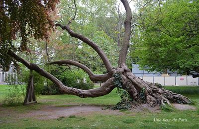 Jardin du Luxembourg : Campagne décennale d'abattage et de plantation d'arbres