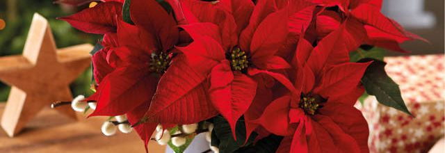 LA LEGENDE DU POINSETTIA