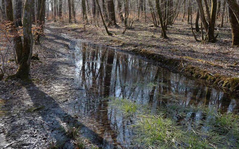 Forêt de Chaux : Si je vous dis 14 ? (3 et fin)