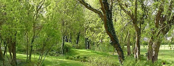 Vert printemps