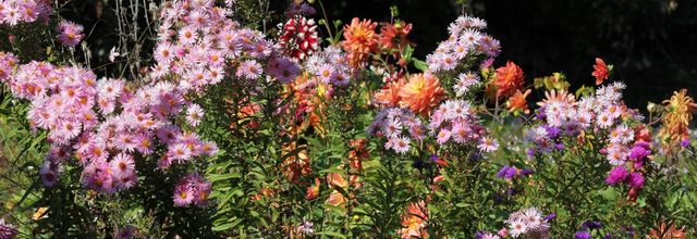 Octobre au jardin