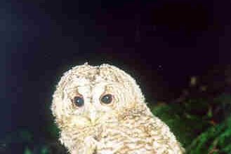 La chouette et sa symbolique