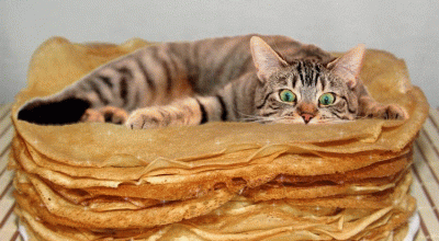 Des chats et des crêpes