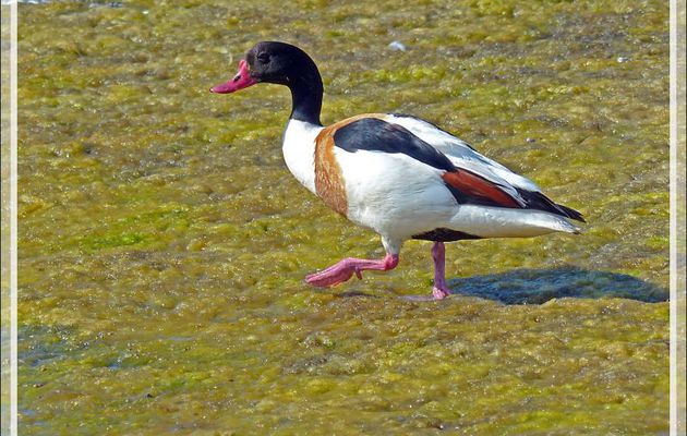 Canard Tadorne de Belon mâle, Common Shelduck (Tadorna tadorna) - La Couarde-sur-Mer - Ile de Ré - 17