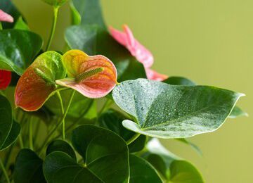 L'intelligence secrète des plantes