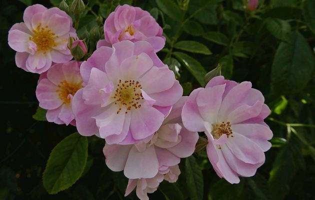 Promenade avec les fleurs 