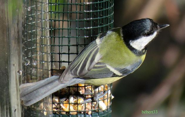 Suite des oiseaux ...  2/2