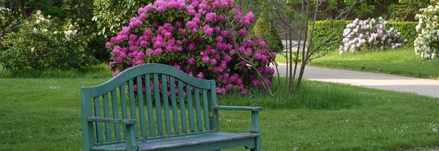 Rambouillet : Les derniers Rhododendrons 