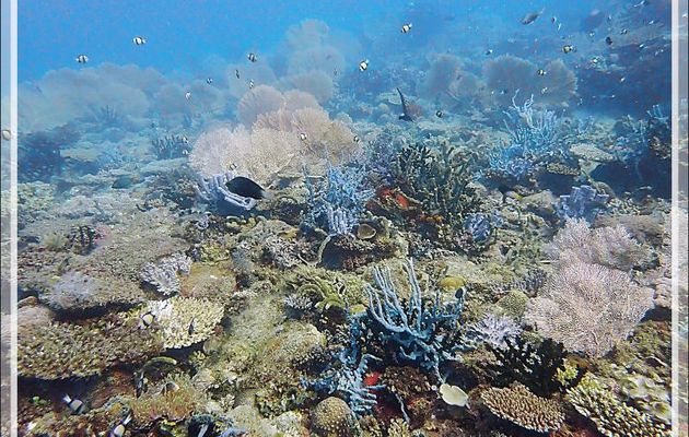 Des dizaines d'espèces marines en cent mètres carrés ! - Baleine - Tsarabanjina - Mitsio - Madagascar