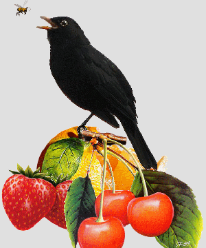 Le merle noir