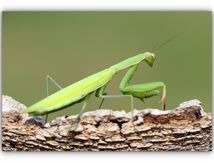 Mante religieuse (forme verte)