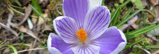 Juste des crocus