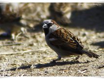 Moineaux domestiques mâles - Passer domesticus