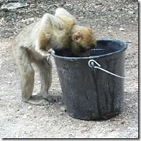 LES SINGES DE L’ATLAS: C’EST À BOIRE QU’IL LEUR FAUT !